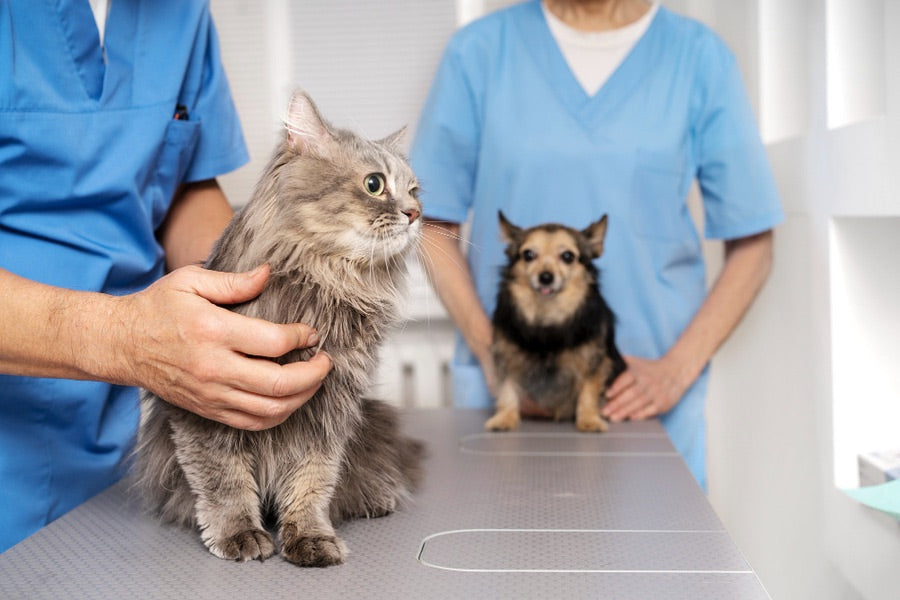 Consulta veterinaria general con un gato y un perro